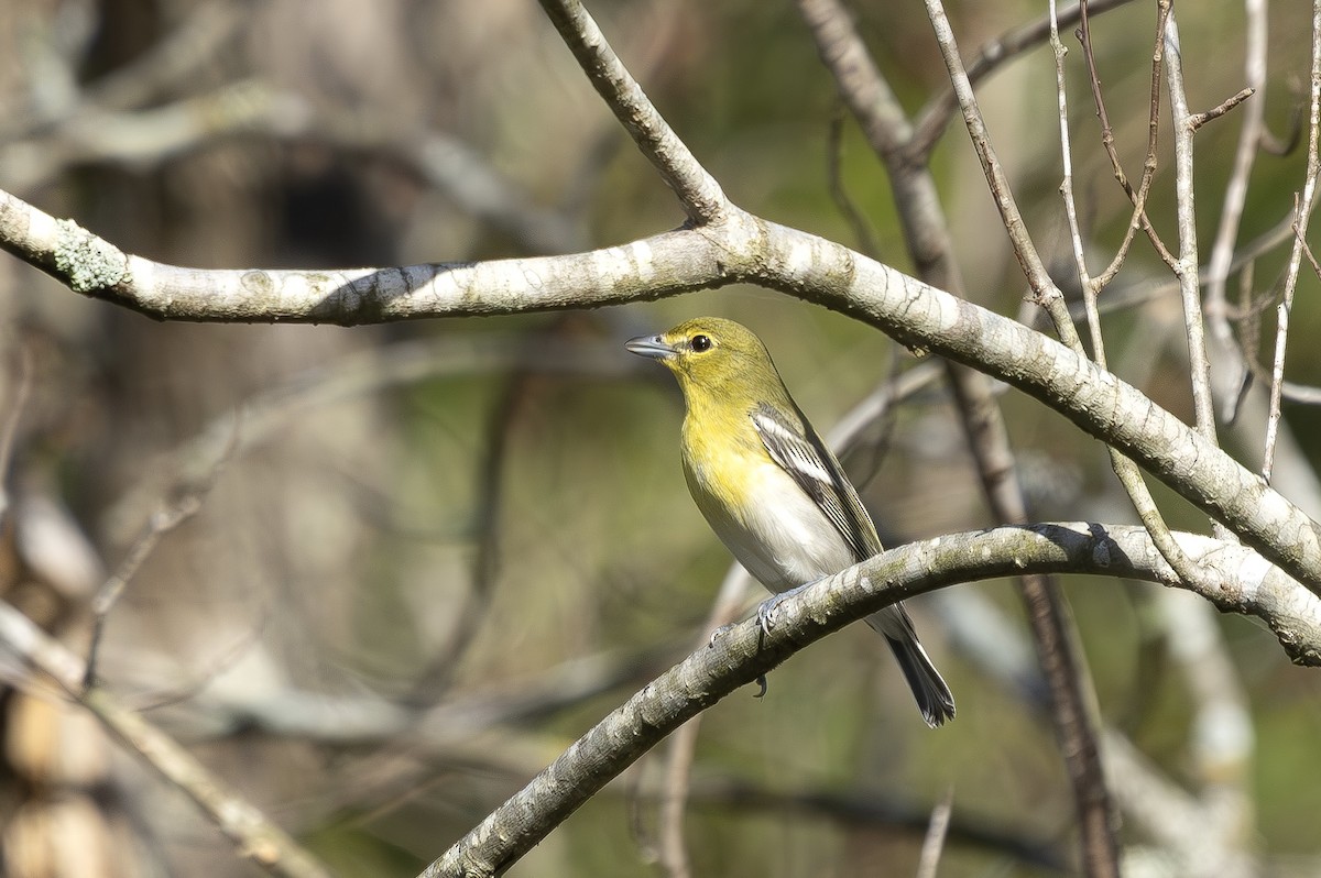 Sarı Gerdanlı Vireo - ML643369173