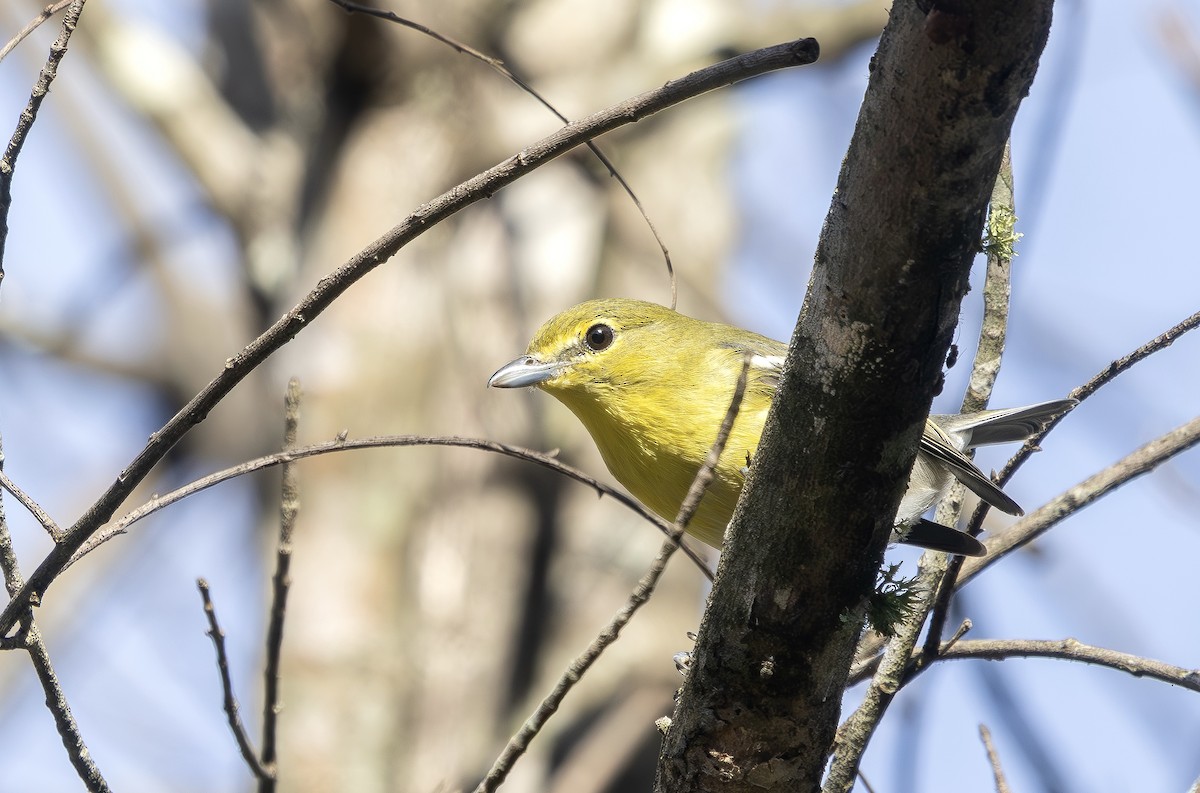 Sarı Gerdanlı Vireo - ML643369174