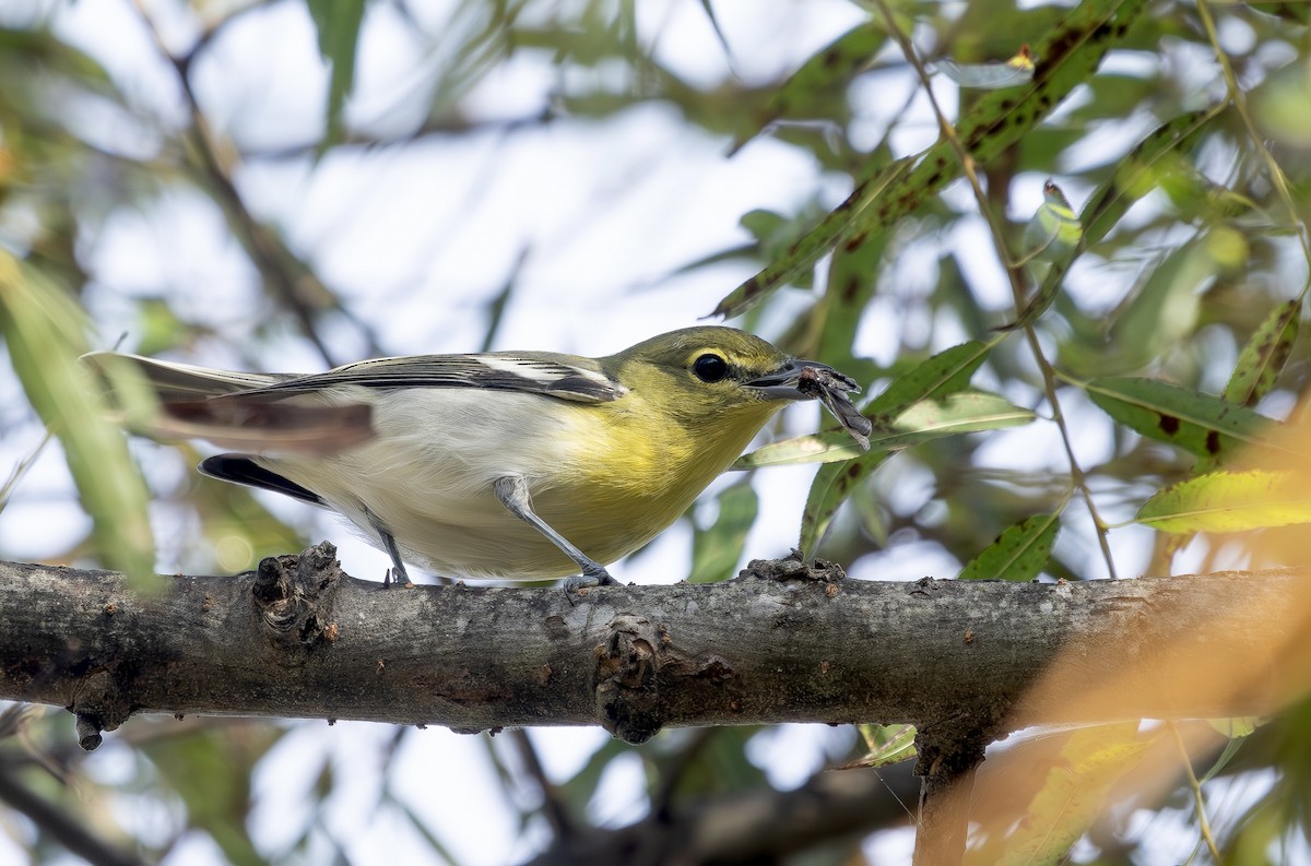 Sarı Gerdanlı Vireo - ML643369175