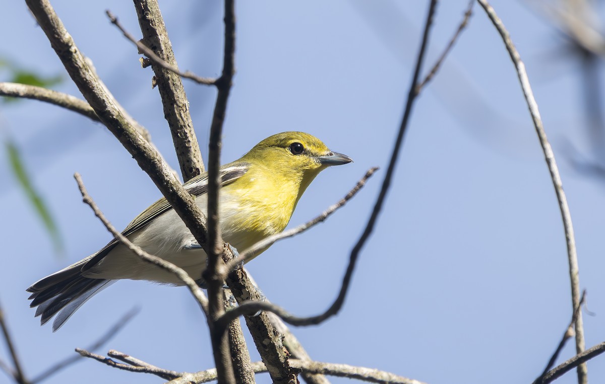 Sarı Gerdanlı Vireo - ML643369176