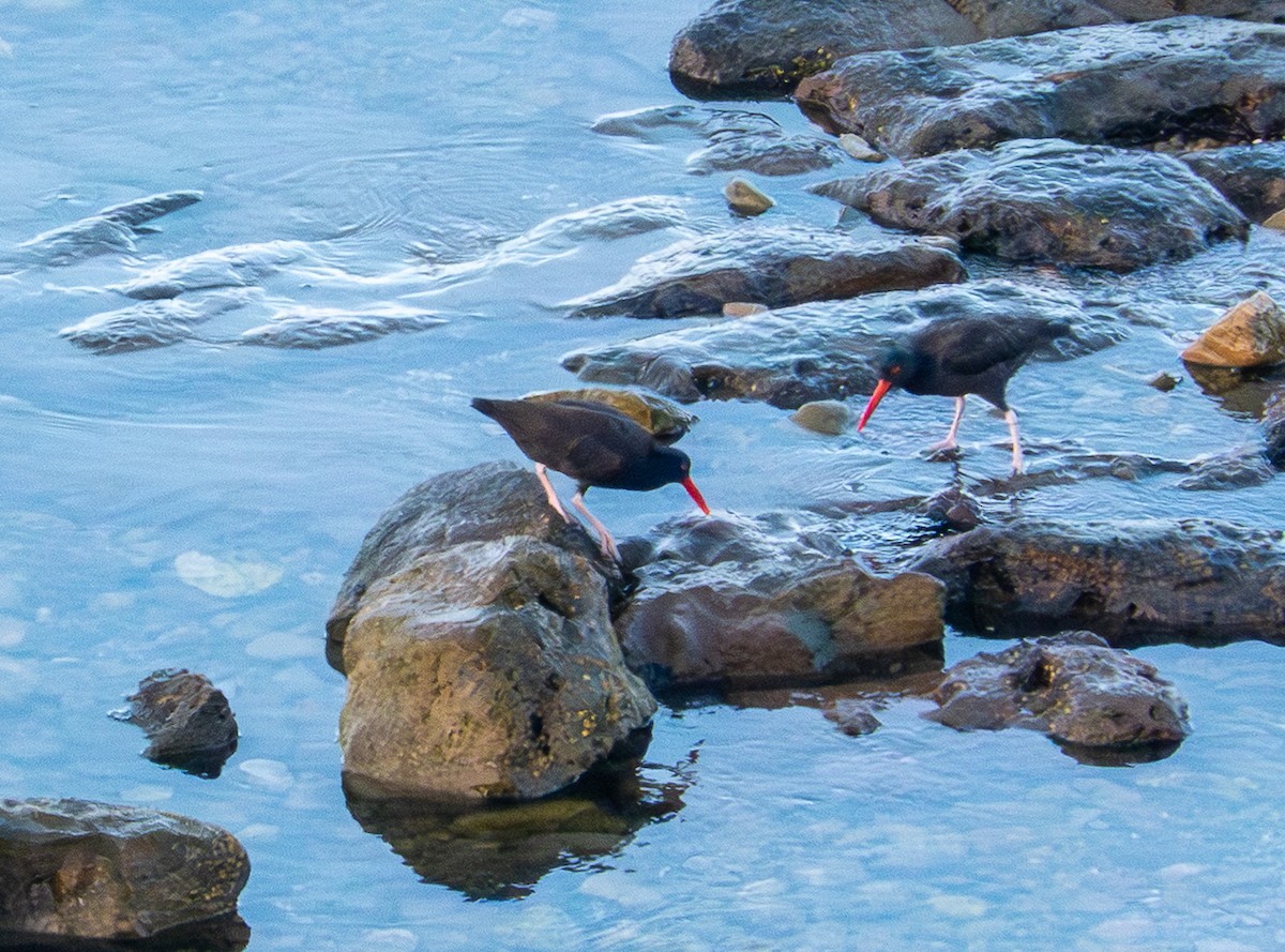 Black Oystercatcher - ML643369184