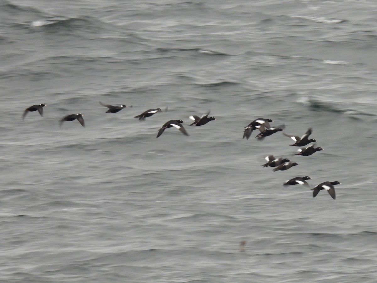 White-winged Scoter - ML643369223