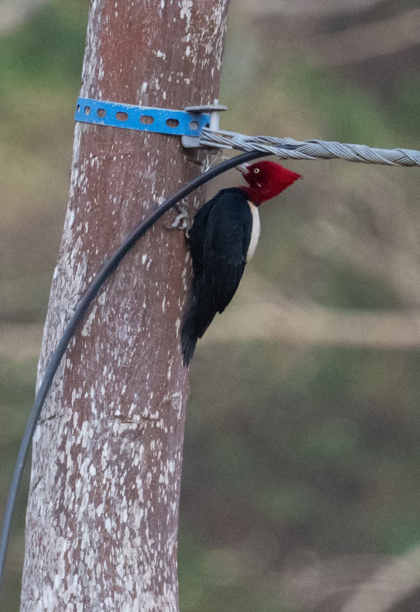 Cream-backed Woodpecker - ML643369224