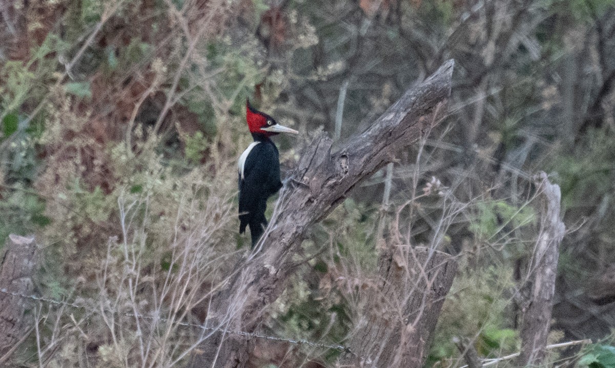 Cream-backed Woodpecker - ML643369226