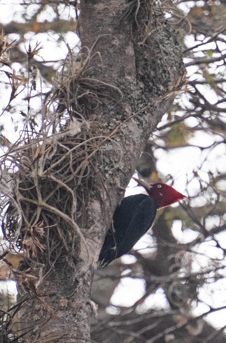 Cream-backed Woodpecker - ML643369227