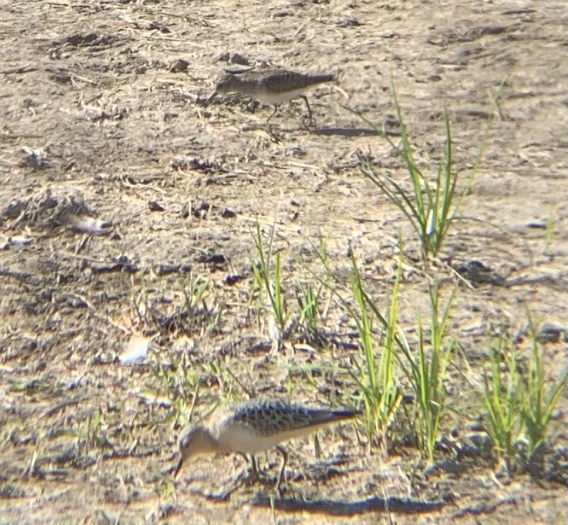 jespák plavý - ML643369244