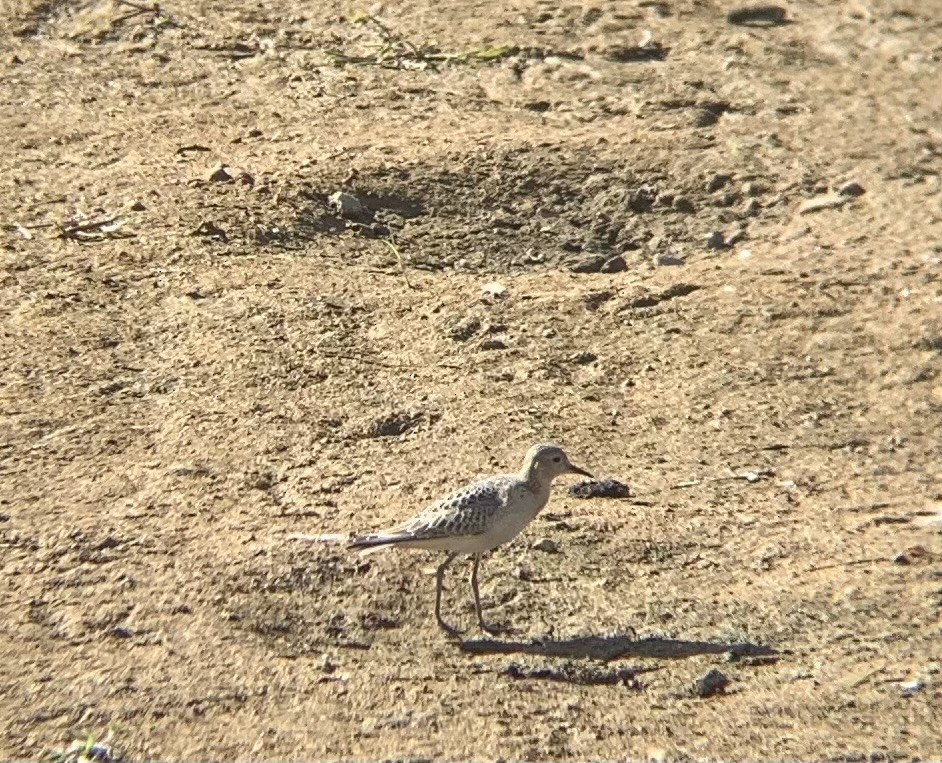 jespák plavý - ML643369247