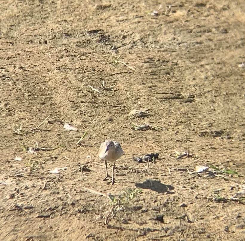 jespák plavý - ML643369250