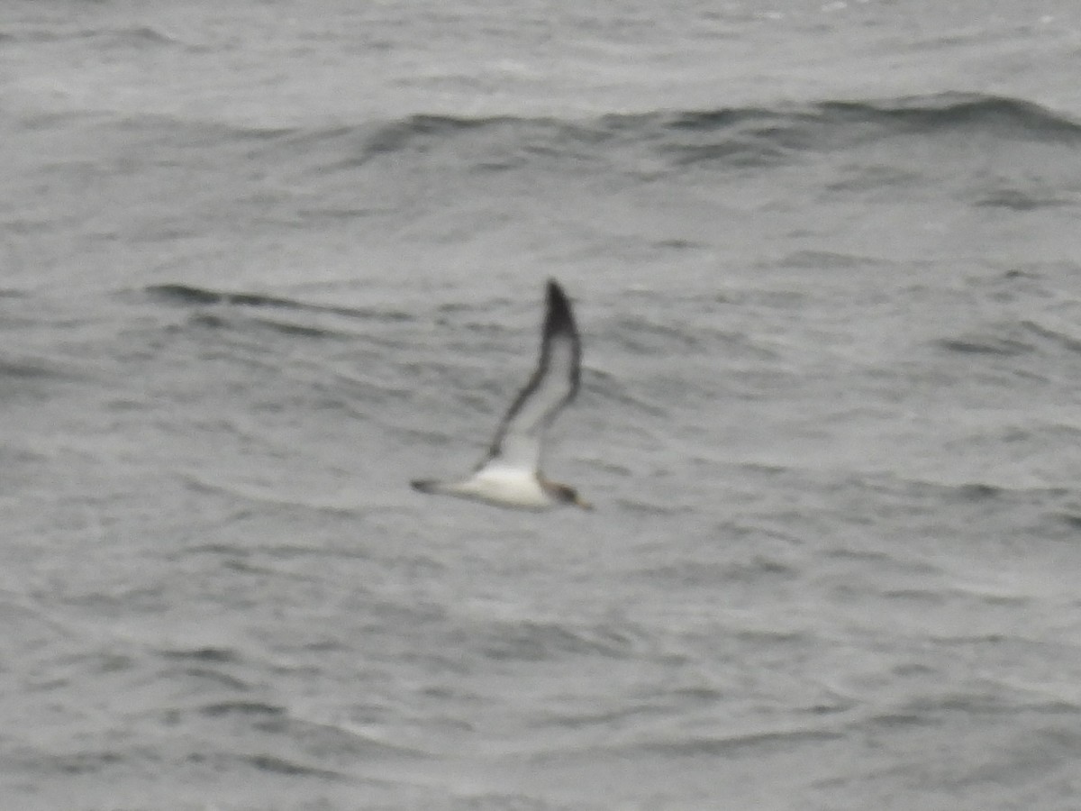 Cory's Shearwater - ML643369253