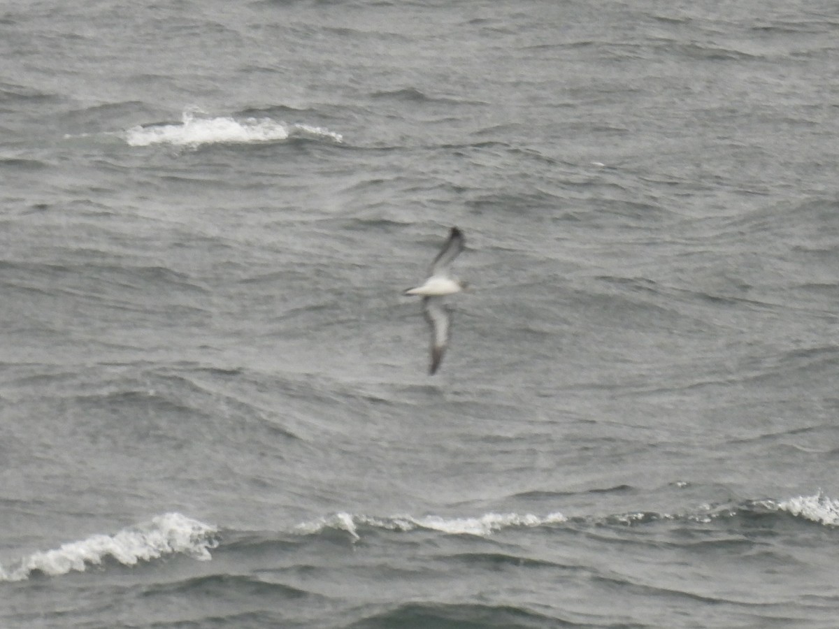 Cory's Shearwater - ML643369254