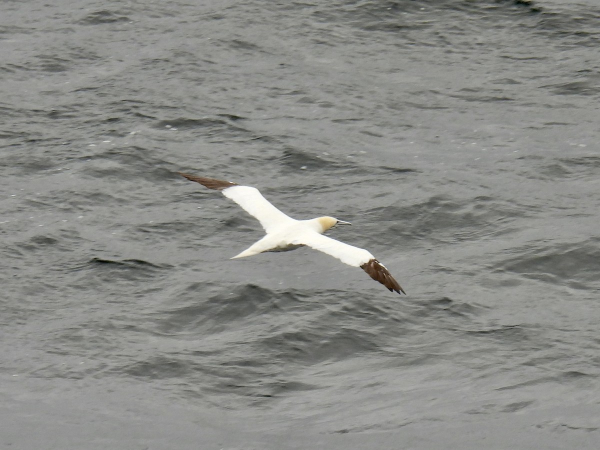 Northern Gannet - ML643369291