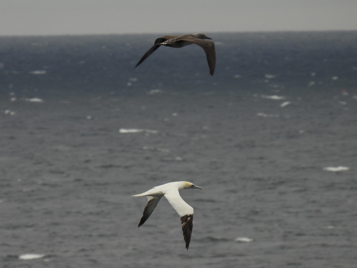 Northern Gannet - ML643369292