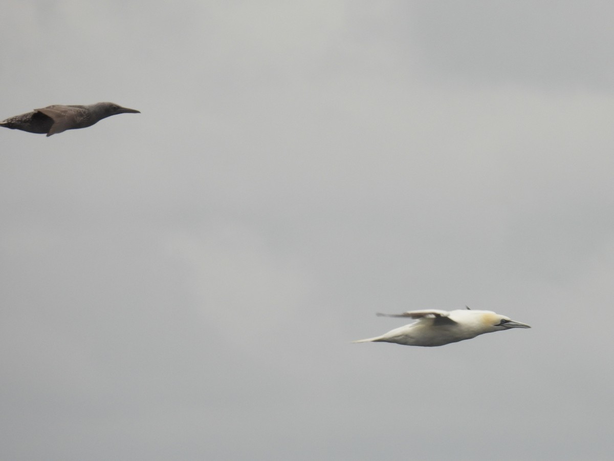 Northern Gannet - ML643369293