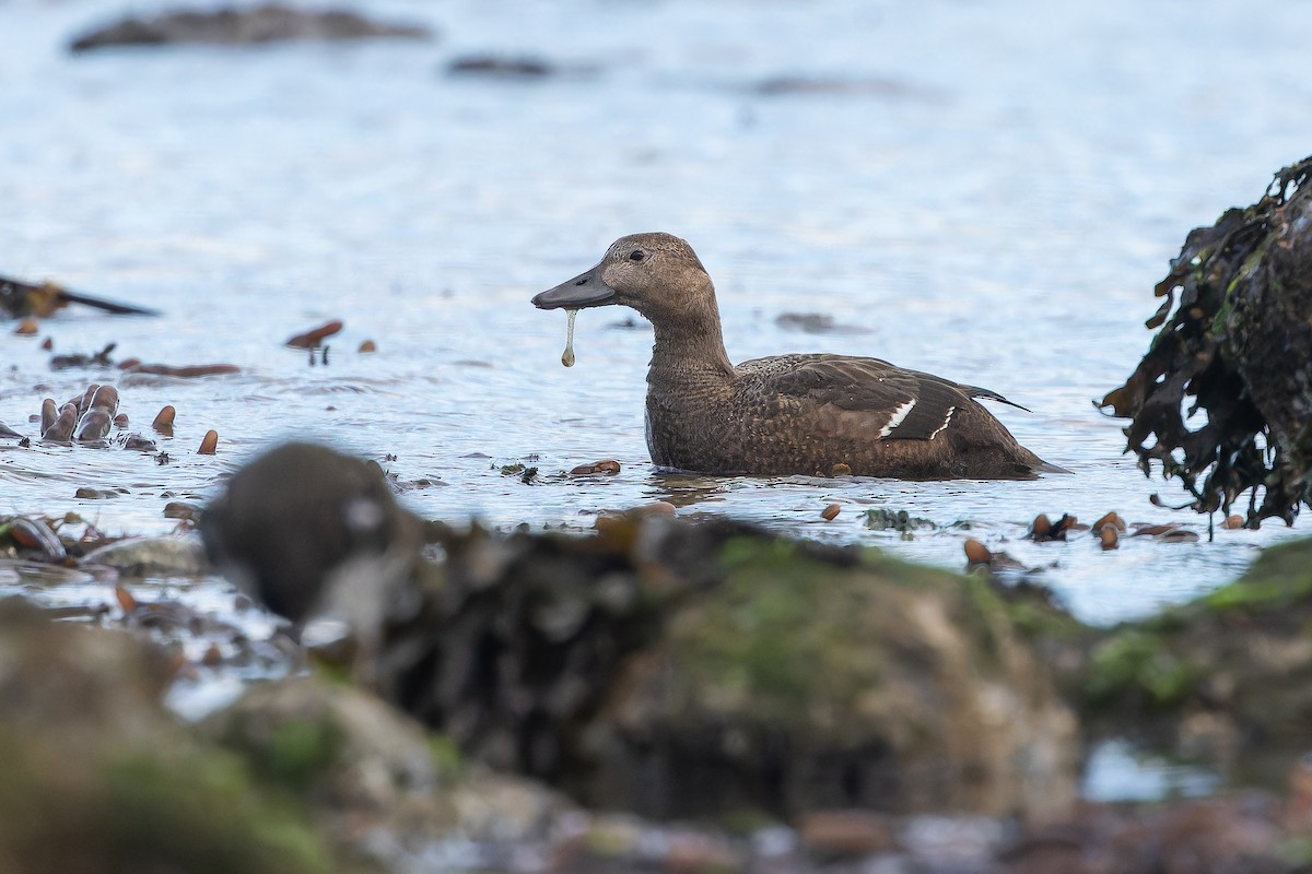 Steller's Eider - ML643369295