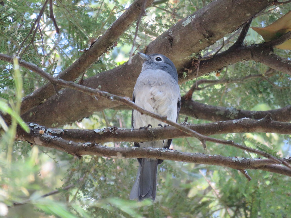 White-eyed Slaty-Flycatcher - ML643369300