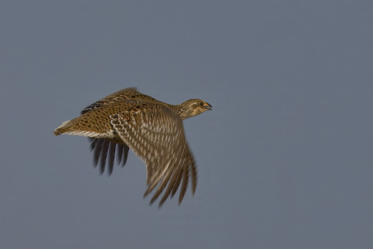 Sharp-tailed Grouse - ML643369306