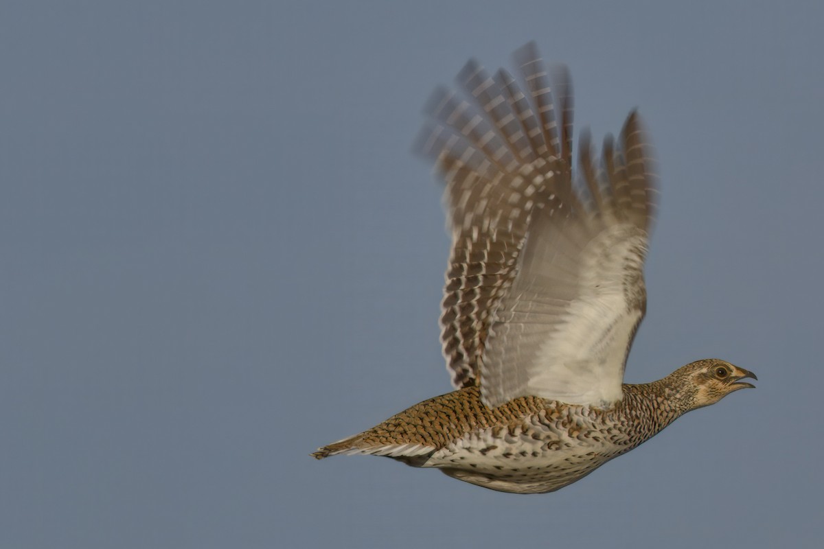 Sharp-tailed Grouse - ML643369307
