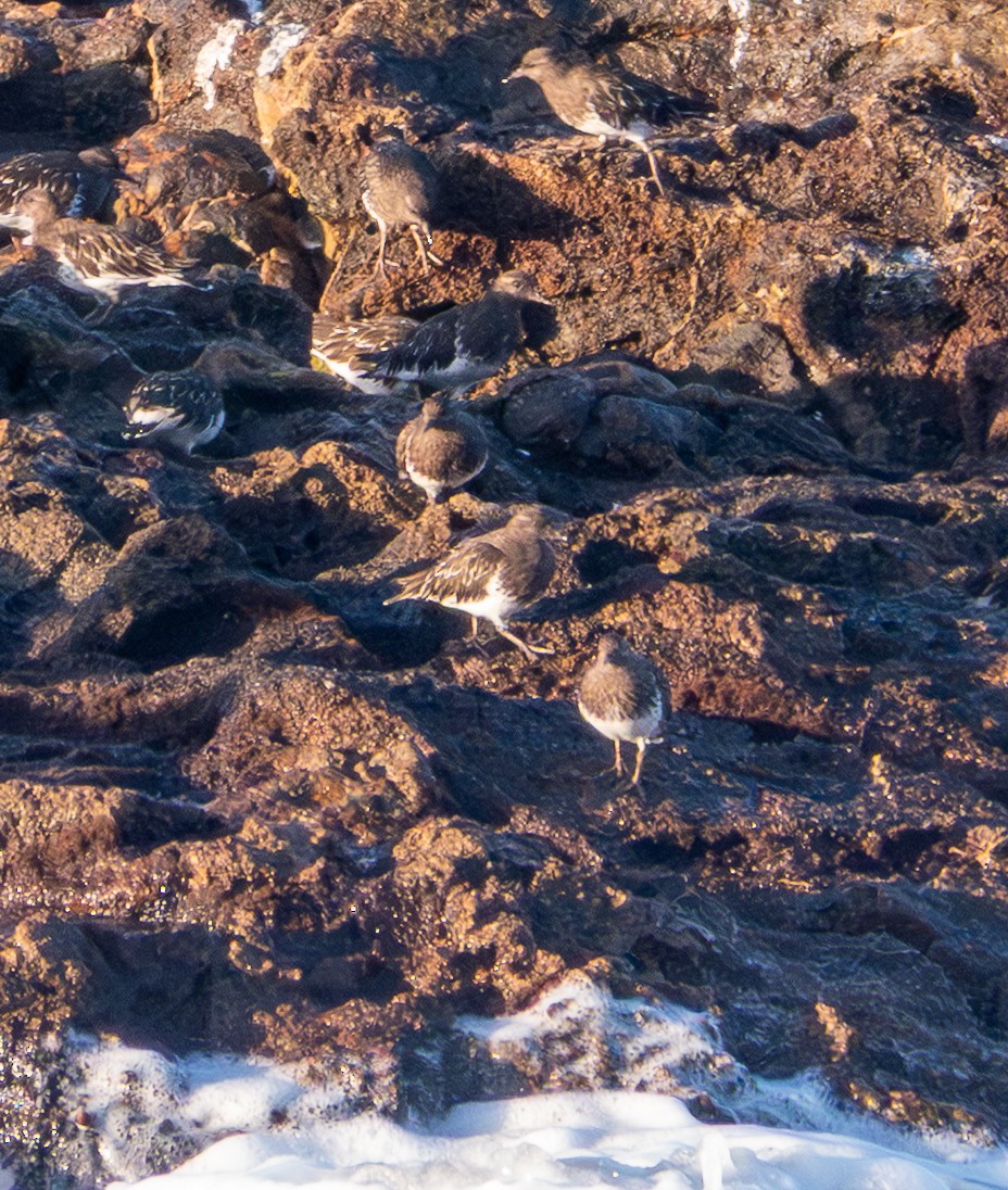Black Turnstone - ML643369334
