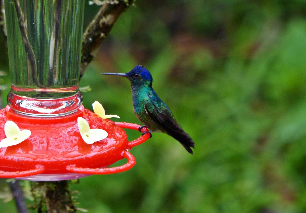 Golden-tailed Sapphire - ML643369358