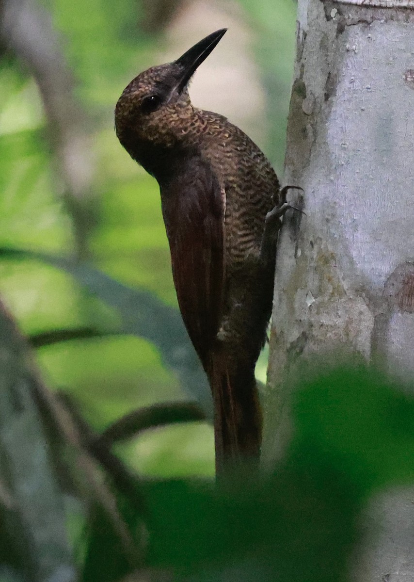 Grimpar vermiculé - ML643369389