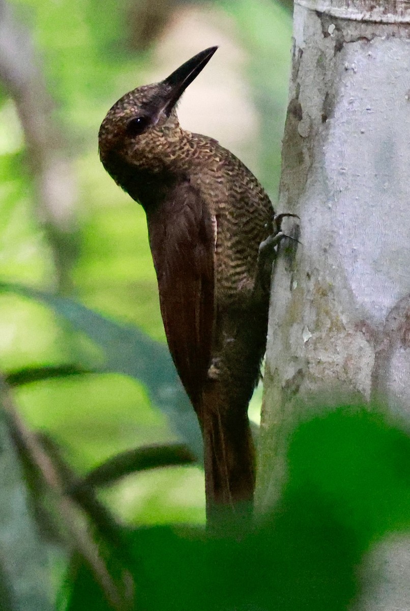 Grimpar vermiculé - ML643369390