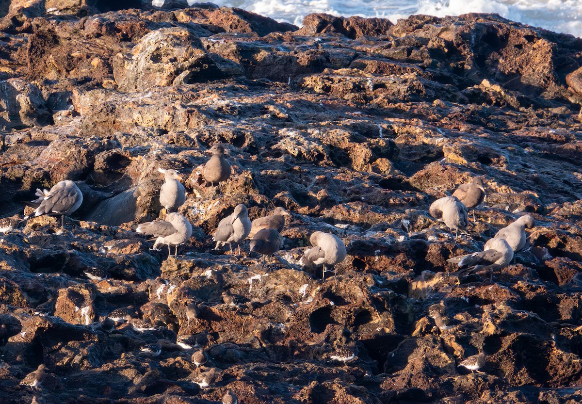 Heermann's Gull - ML643369391