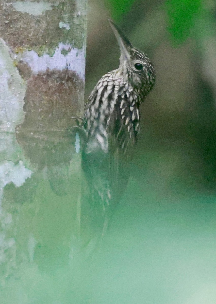 Black-striped Woodcreeper - ML643369401