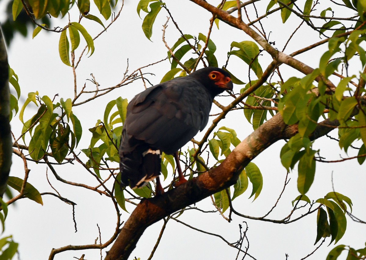 Buse ardoisée - ML643369410
