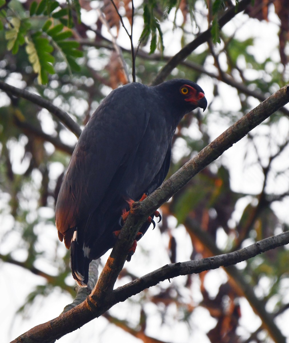 Buse ardoisée - ML643369411