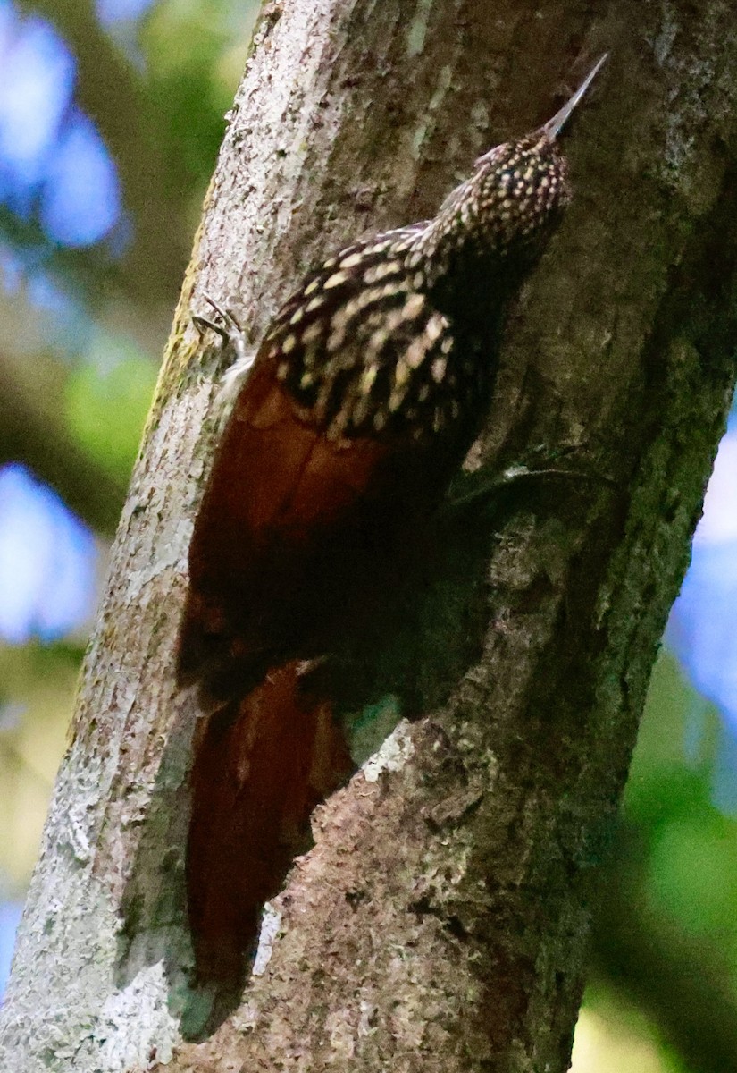 Black-striped Woodcreeper - ML643369417
