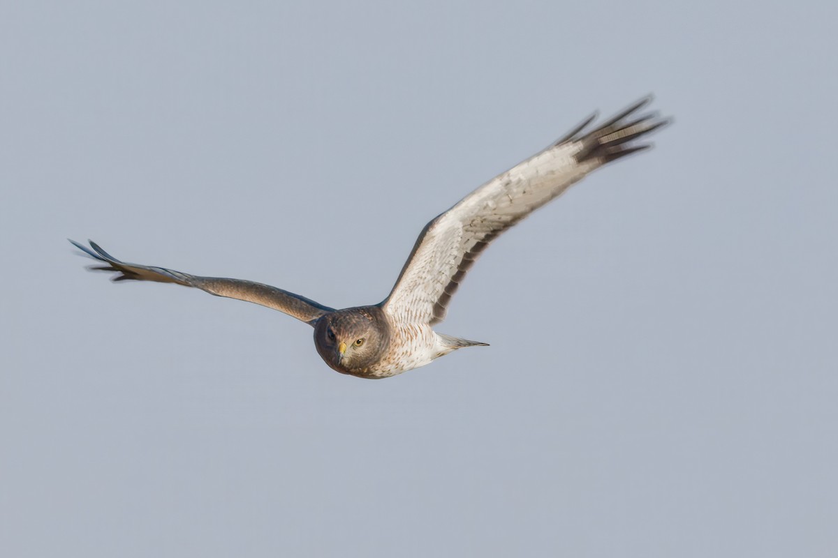 Northern Harrier - ML643369418