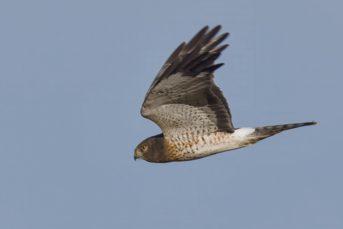 Northern Harrier - ML643369419