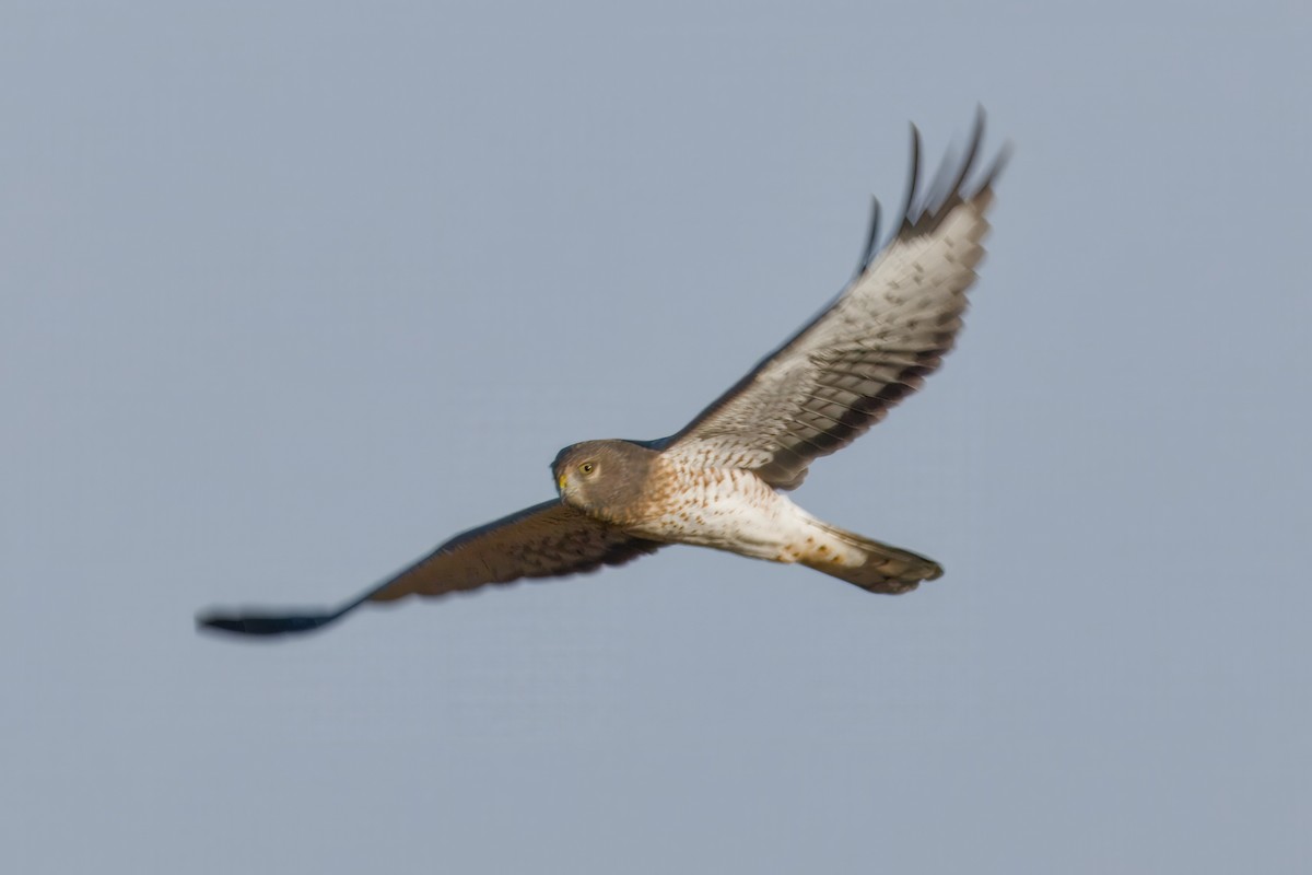 Northern Harrier - ML643369420