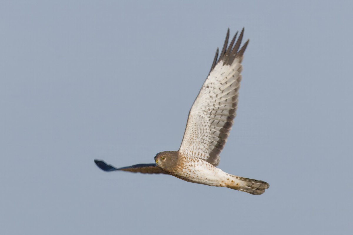 Northern Harrier - ML643369421