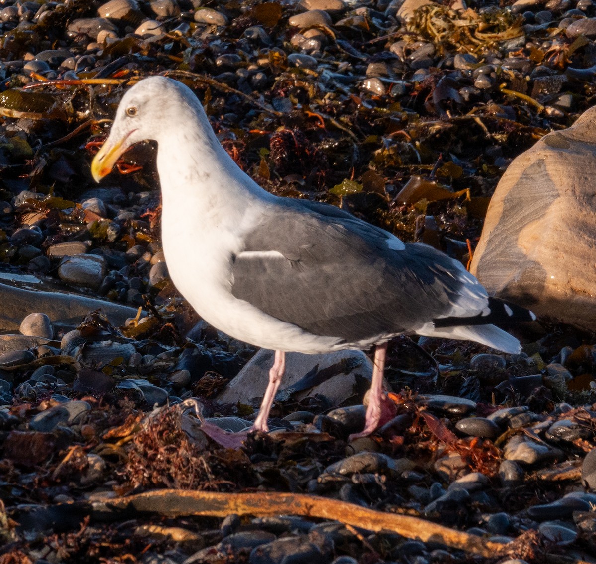 Western Gull - ML643369425