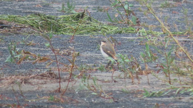 ハシグロヒタキ - ML643369441