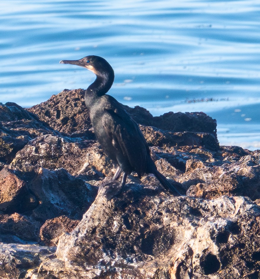 Brandt's Cormorant - ML643369447