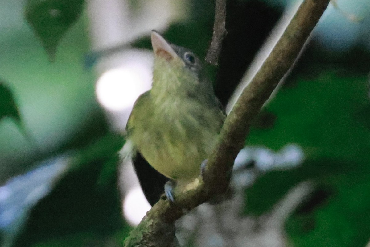 Western Olivaceous Flatbill - ML643369455