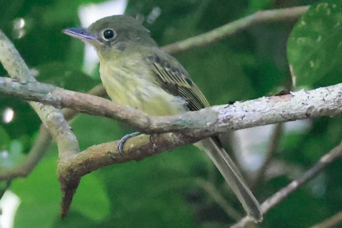 Western Olivaceous Flatbill - ML643369456