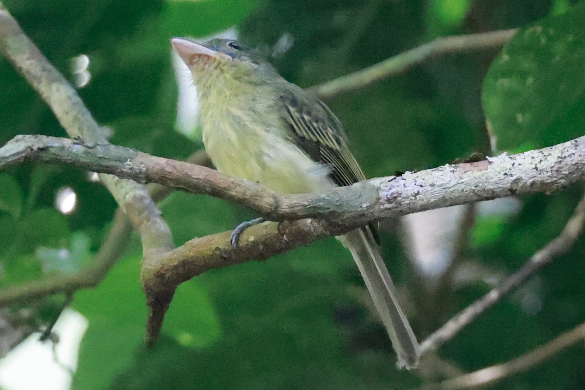 Western Olivaceous Flatbill - ML643369457