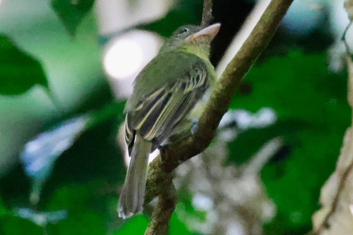 Western Olivaceous Flatbill - ML643369458