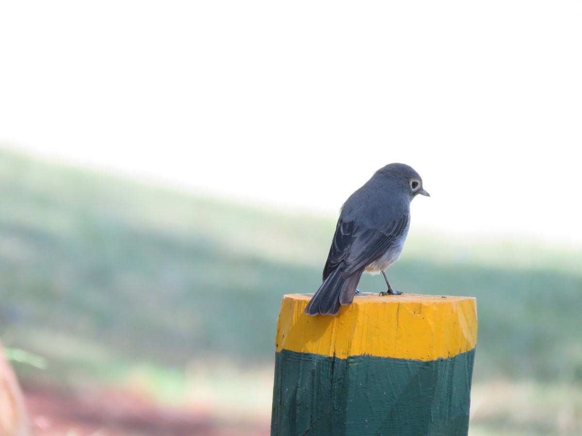 White-eyed Slaty-Flycatcher - ML643369470