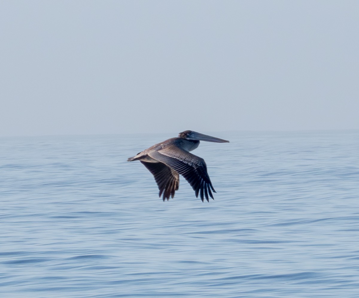 Brown Pelican - ML643369475