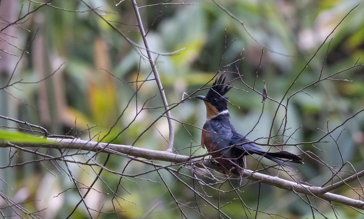 Chestnut-winged Cuckoo - ML643369477