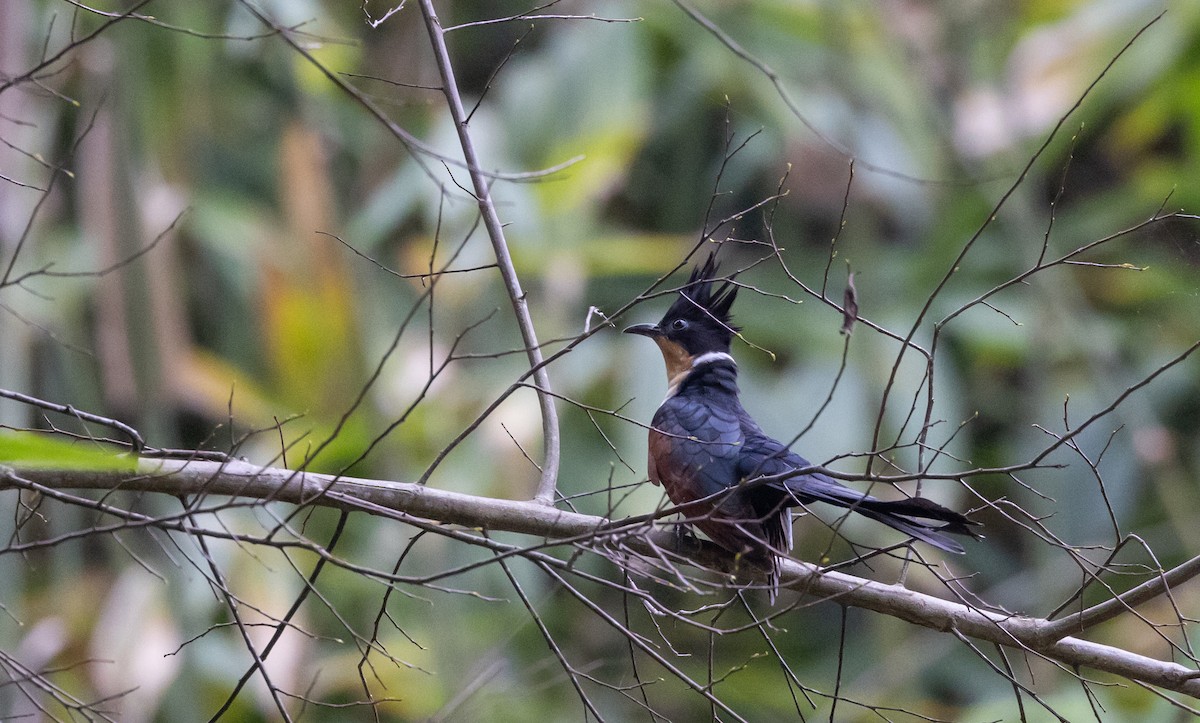 Chestnut-winged Cuckoo - ML643369478
