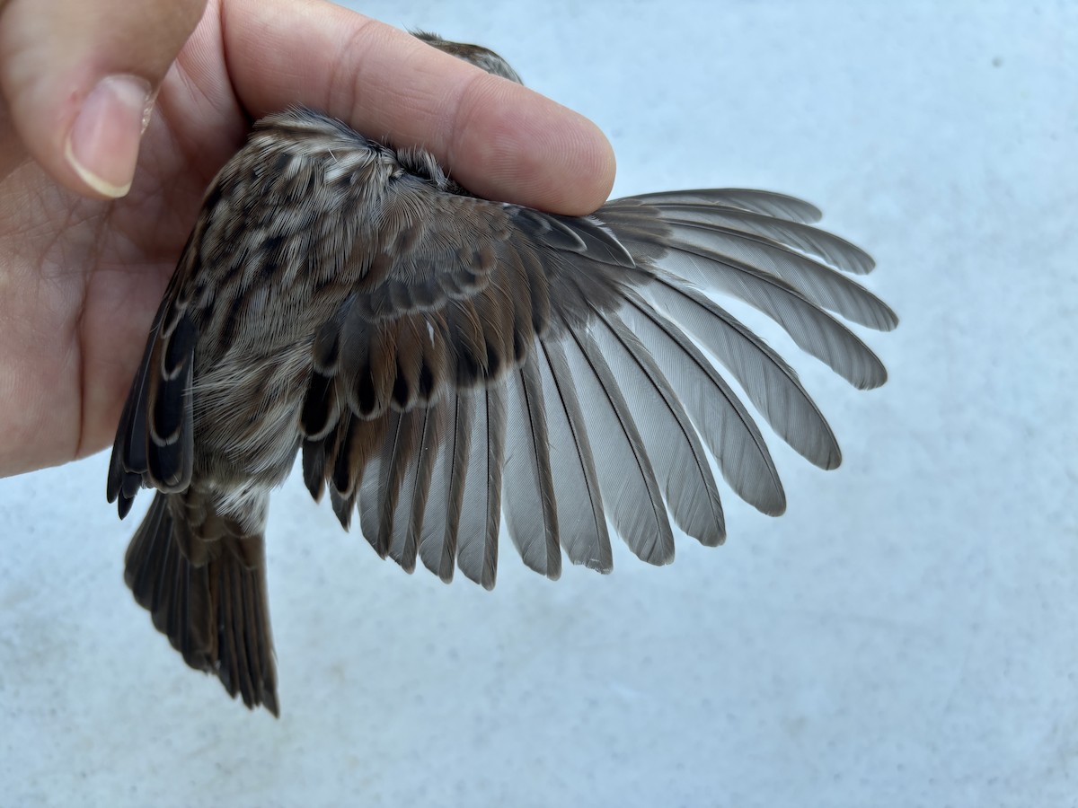 Song Sparrow - ML643369485