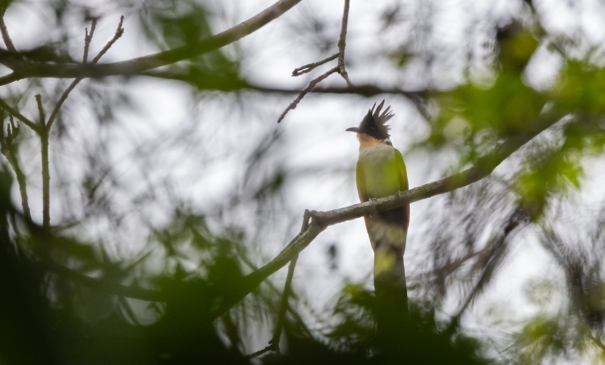 Chestnut-winged Cuckoo - ML643369486