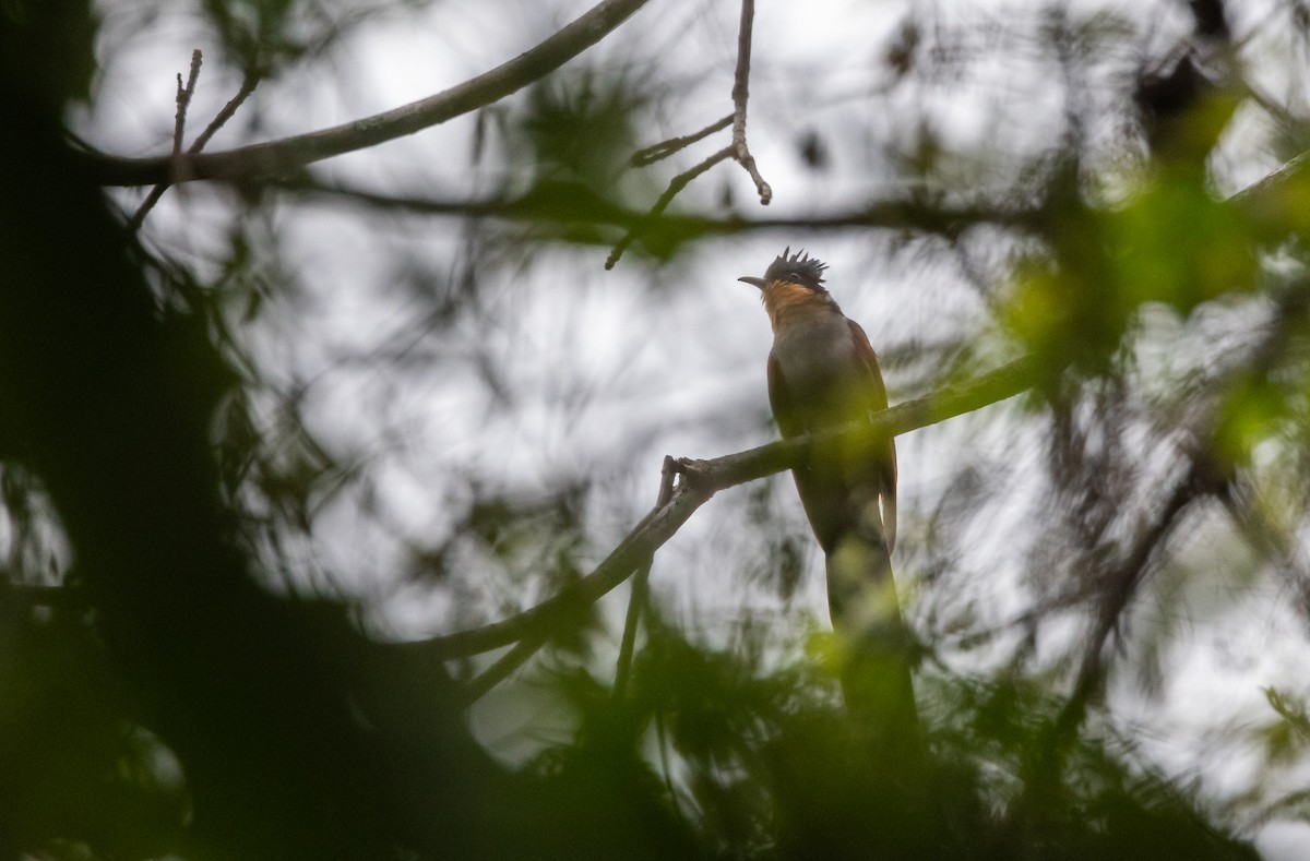 Chestnut-winged Cuckoo - ML643369487