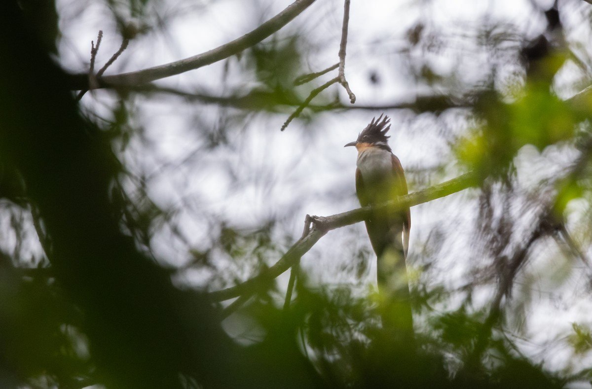 Chestnut-winged Cuckoo - ML643369488