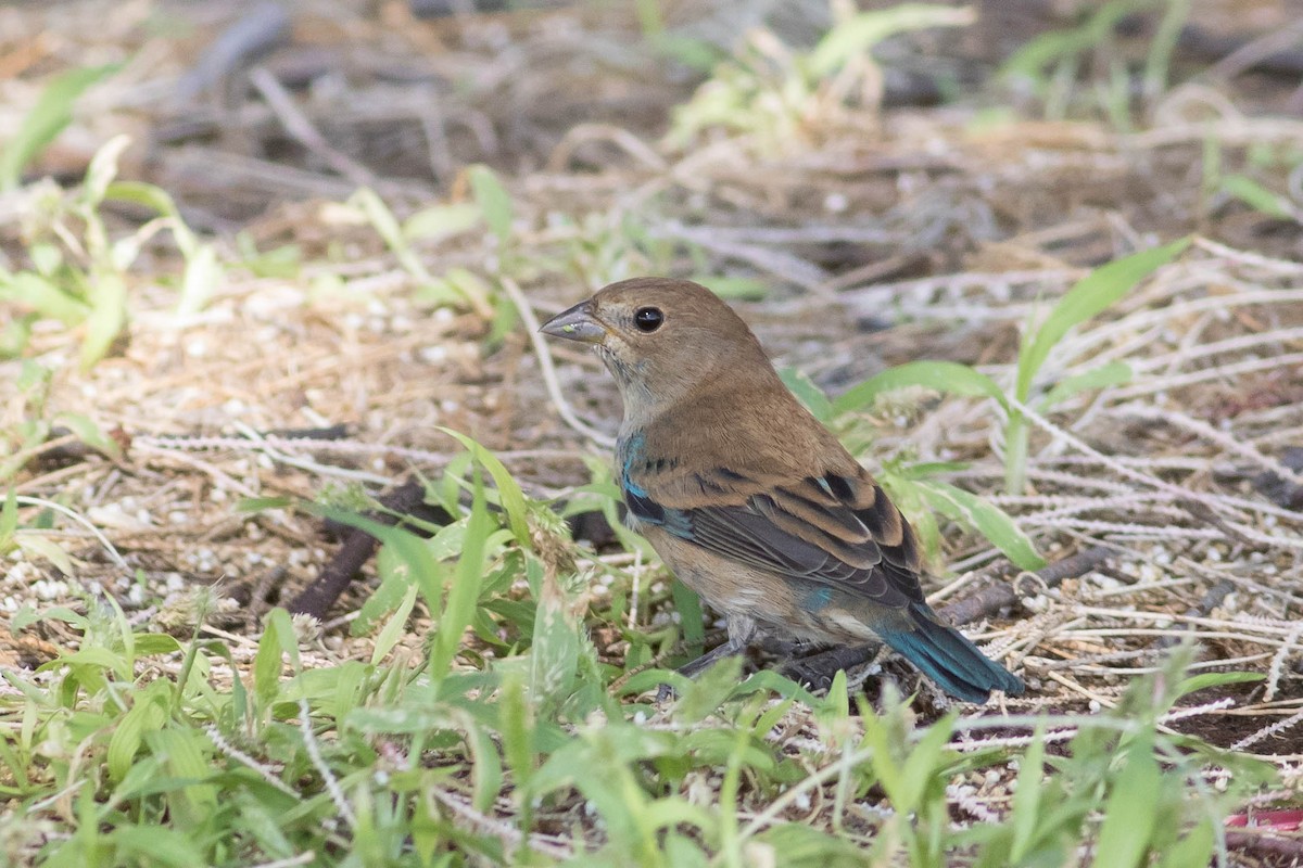 Indigo Bunting - ML643369489